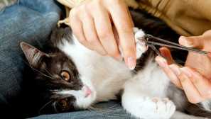 Защо не можете да изрежете котки котки